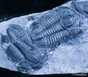 Double Asaphiscus Trilobite Plate From Utah #2350-1